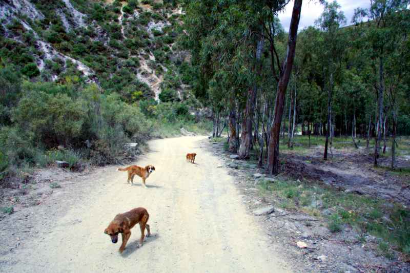 Die drei Hunde img_1933.jpg