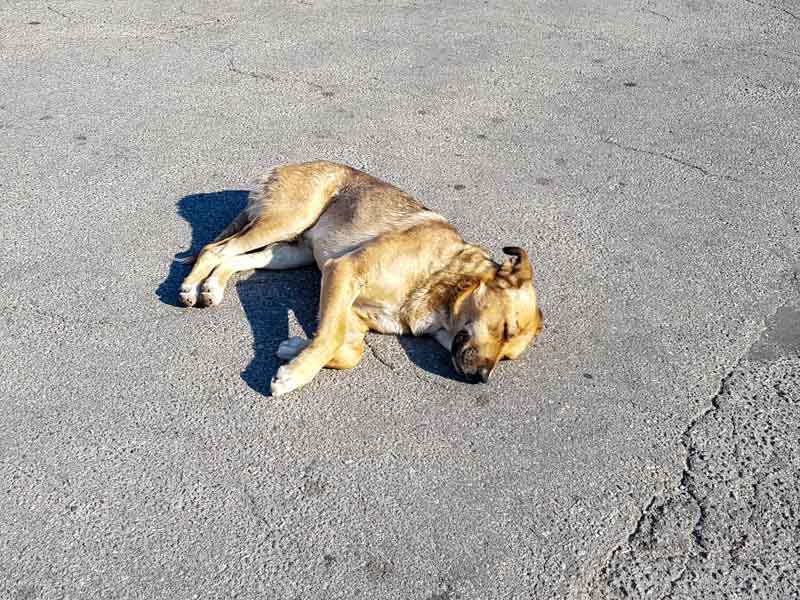 So fertig wie wir 20200803_180839.jpg