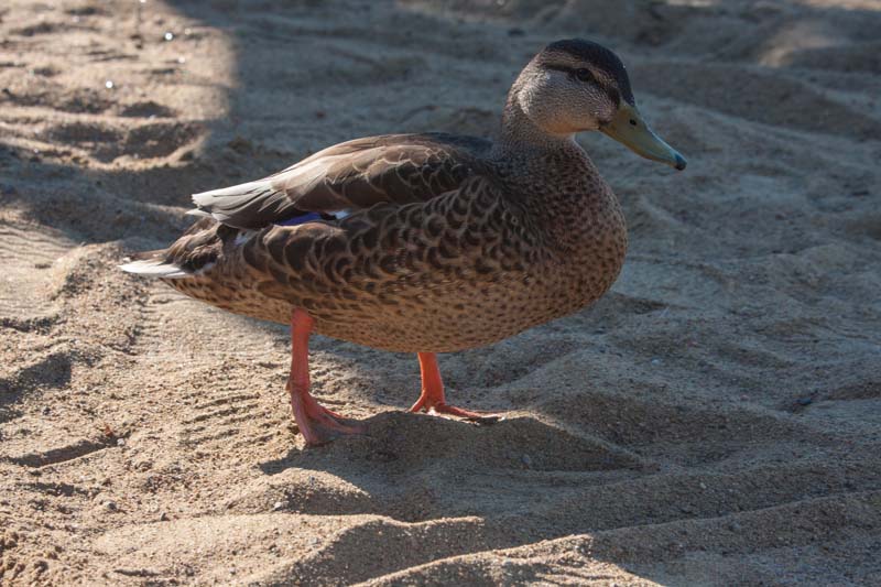 Die eine und... img_9316.jpg