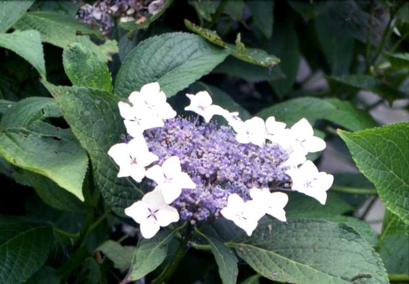 Tolle Blumenkreationen yimg628.jpg