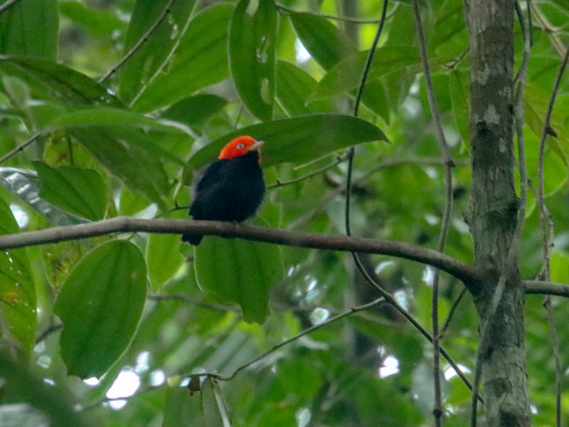 Ein Rotkappenpipra img_0656