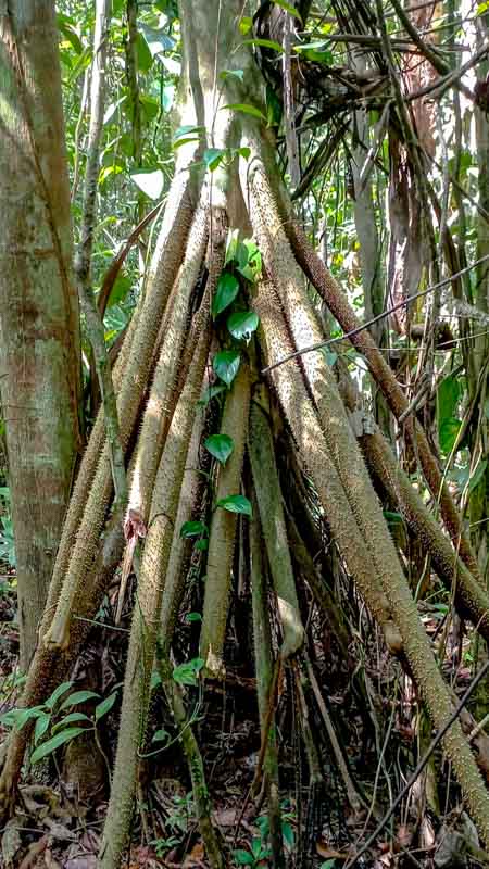 Stelzwurzelpalme img_20240322_092934