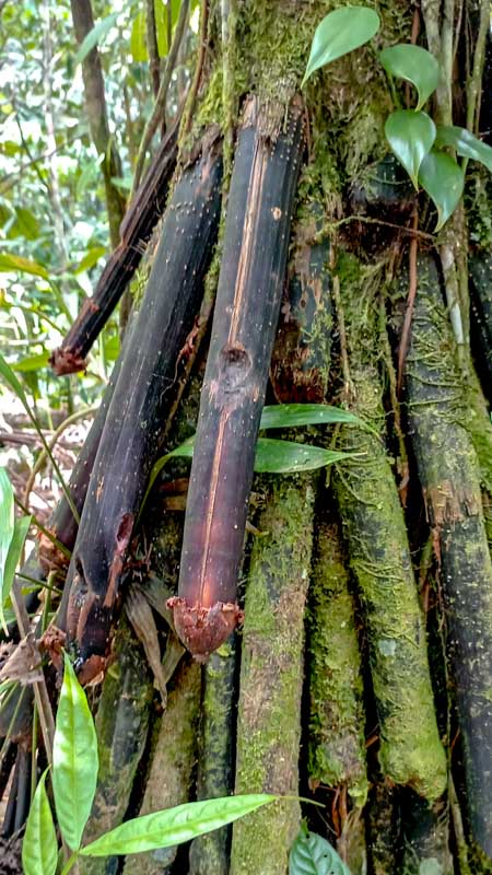 El Pene del Diabolo img_20240322_105625