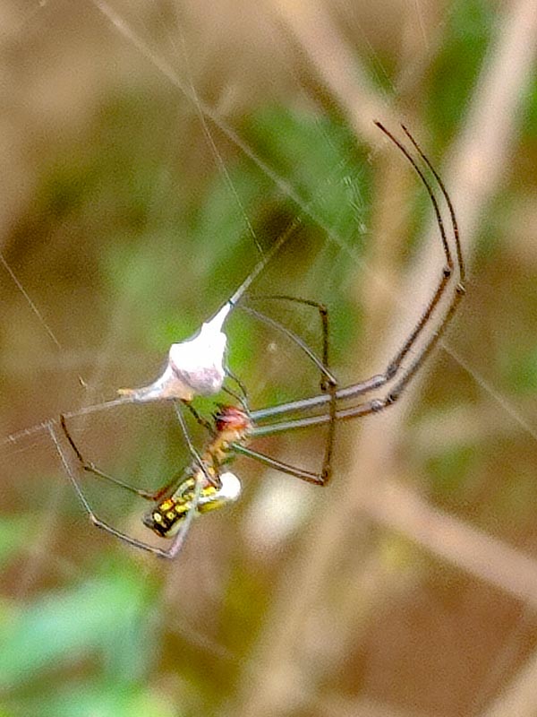 Er spinnt img_20240322_112630