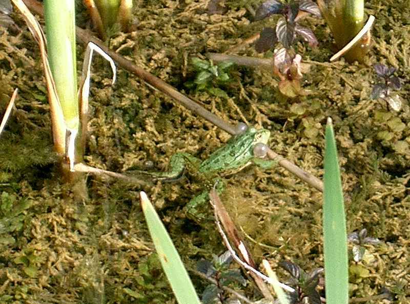 Ein kleiner Musikant cimg7529.jpg