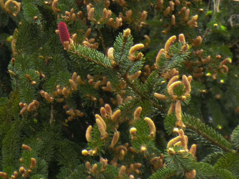 Alles blüht cimg1605.jpg