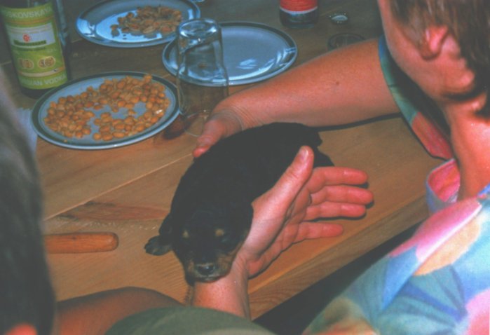 Mister Algis yimg0654.jpg