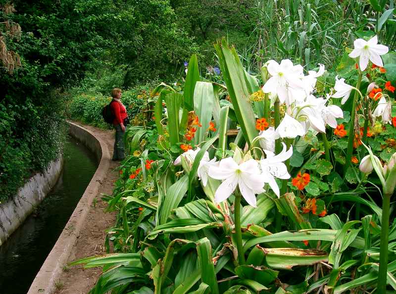 Herrliche Blütenpracht cimg8977.jpg