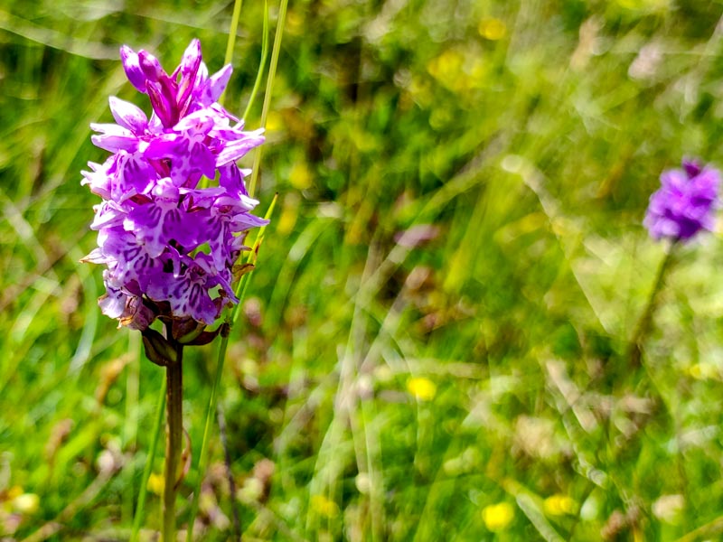 Alles am Wegesrand img_20220711_152552