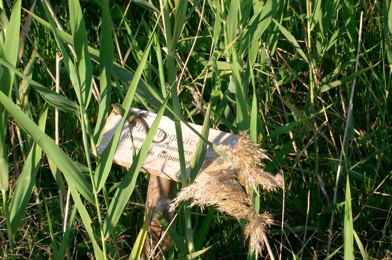 Echse beim Sonnenbade cimg5266.jpg