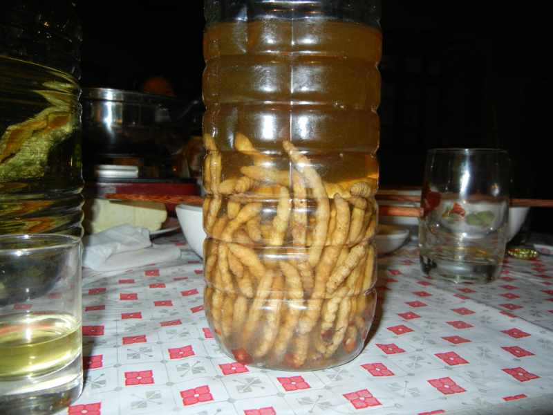 Spezialwürmer im Faß dscn0195.jpg